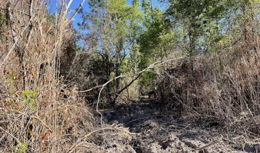 Photo #6 of Off Gurley Road, Marion, SC 134.7 acres