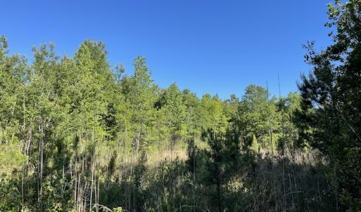 Photo #8 of Off Gurley Road, Marion, SC 134.7 acres