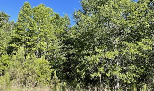 Photo #9 of Off Gurley Road, Marion, SC 134.7 acres