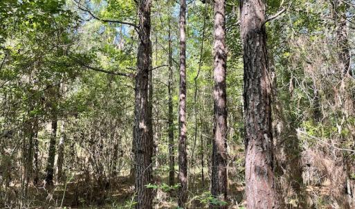 Photo #11 of Off Gurley Road, Marion, SC 134.7 acres