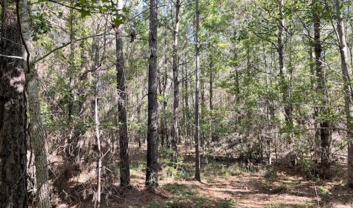 Photo #12 of Off Gurley Road, Marion, SC 134.7 acres