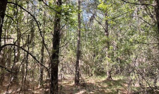 Photo #13 of Off Gurley Road, Marion, SC 134.7 acres