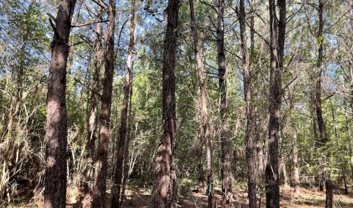 Photo #14 of Off Gurley Road, Marion, SC 134.7 acres