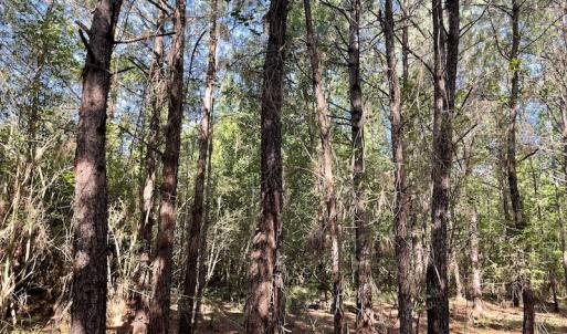 Photo #14 of Off Gurley Road, Marion, SC 134.7 acres