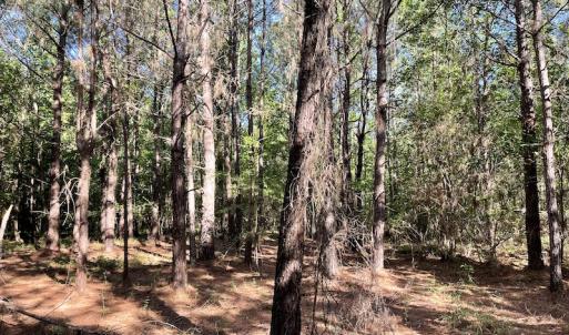 Photo #15 of Off Gurley Road, Marion, SC 134.7 acres