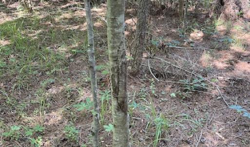 Photo #16 of Off Gurley Road, Marion, SC 134.7 acres