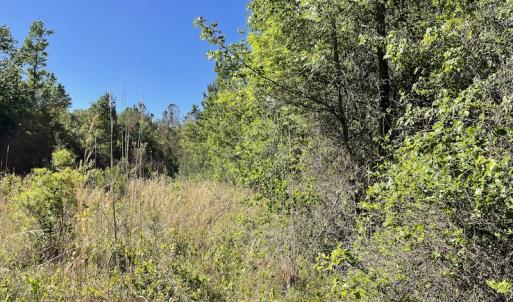 Photo #17 of Off Gurley Road, Marion, SC 134.7 acres