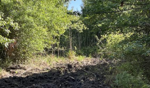 Photo #19 of Off Gurley Road, Marion, SC 134.7 acres