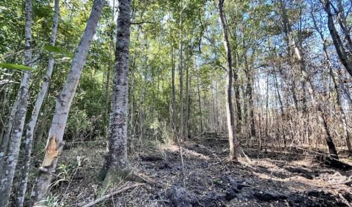 Photo #20 of Off Gurley Road, Marion, SC 134.7 acres