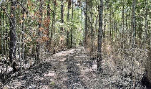 Photo #21 of Off Gurley Road, Marion, SC 134.7 acres