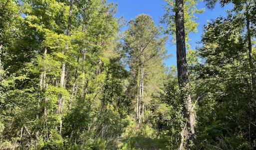 Photo #23 of Off Gurley Road, Marion, SC 134.7 acres