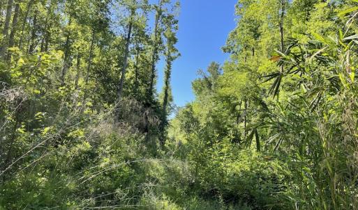 Photo #24 of Off Gurley Road, Marion, SC 134.7 acres