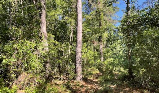 Photo #25 of Off Gurley Road, Marion, SC 134.7 acres
