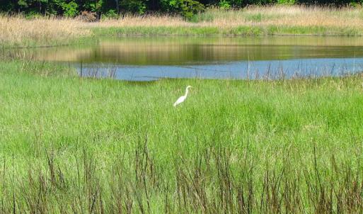 Photo #14 of SOLD property in Off Crittenden Road, Suffolk, VA 6.8 acres