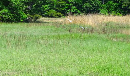 Photo #15 of SOLD property in Off Crittenden Road, Suffolk, VA 6.8 acres