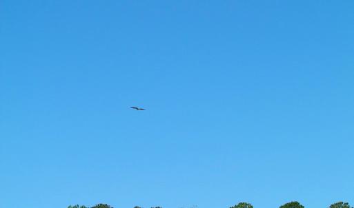 Photo #18 of SOLD property in Off Crittenden Road, Suffolk, VA 6.8 acres