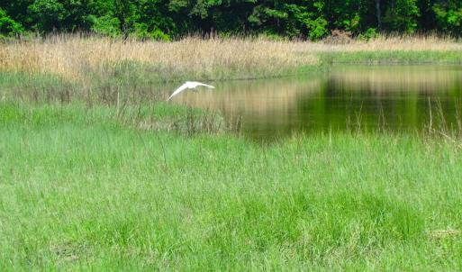 Photo #19 of SOLD property in Off Crittenden Road, Suffolk, VA 6.8 acres