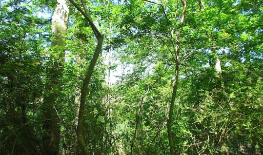 Photo #23 of SOLD property in Off Crittenden Road, Suffolk, VA 6.8 acres