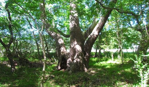 Photo #27 of SOLD property in Off Crittenden Road, Suffolk, VA 6.8 acres