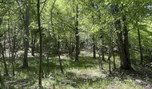 Photo #28 of SOLD property in Off Watoga Road, Dillwyn, VA 29.4 acres