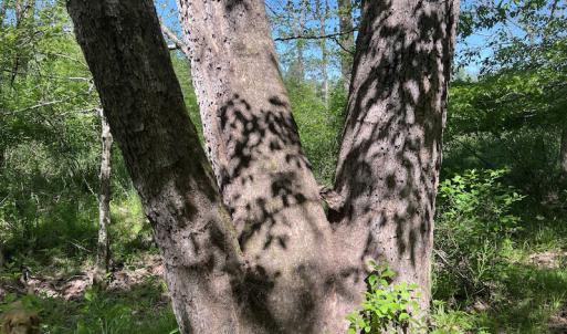 Photo #34 of SOLD property in Off Watoga Road, Dillwyn, VA 29.4 acres