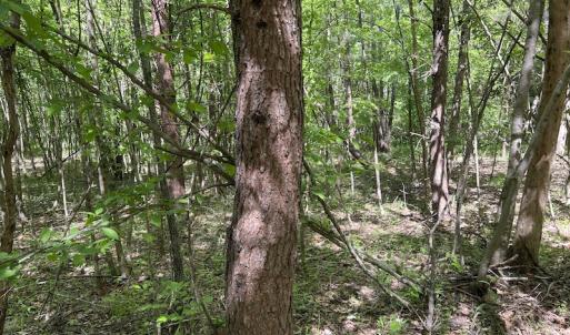 Photo #35 of SOLD property in Off Watoga Road, Dillwyn, VA 29.4 acres