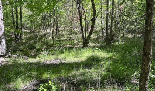Photo #36 of SOLD property in Off Watoga Road, Dillwyn, VA 29.4 acres