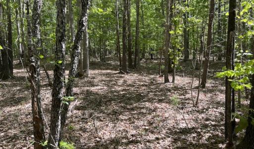 Photo #37 of SOLD property in Off Watoga Road, Dillwyn, VA 29.4 acres