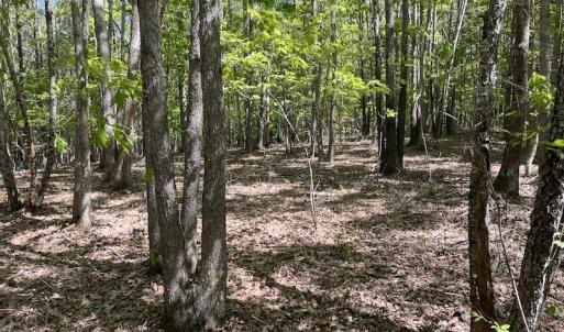 Photo #38 of SOLD property in Off Watoga Road, Dillwyn, VA 29.4 acres