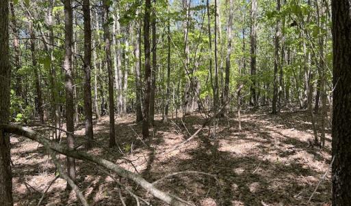 Photo #39 of SOLD property in Off Watoga Road, Dillwyn, VA 29.4 acres