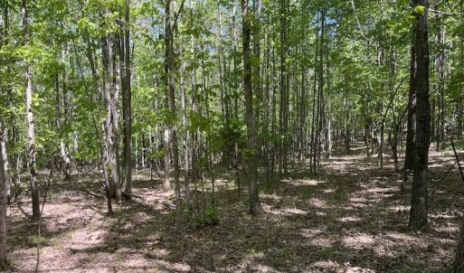 Photo #40 of SOLD property in Off Watoga Road, Dillwyn, VA 29.4 acres