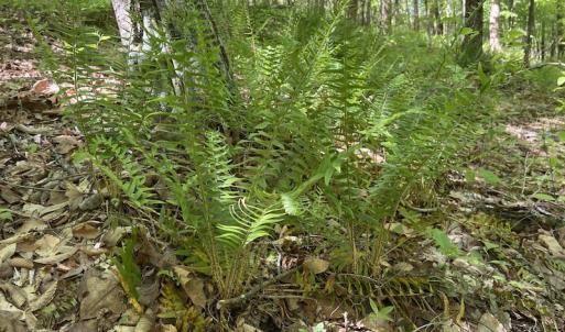 Photo #45 of SOLD property in Off Watoga Road, Dillwyn, VA 29.4 acres