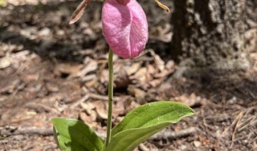 Photo #52 of SOLD property in Off Watoga Road, Dillwyn, VA 29.4 acres