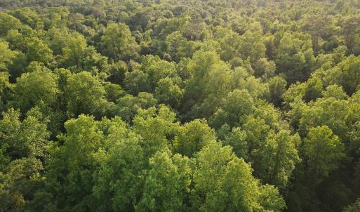 Photo #2 of SOLD property in Off Sandlin Road, Beulaville, NC 11.3 acres