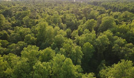 Photo #5 of SOLD property in Off Sandlin Road, Beulaville, NC 11.3 acres