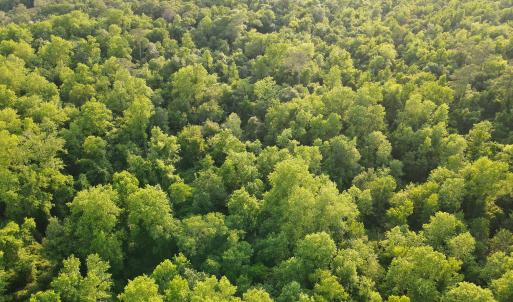 Photo #9 of SOLD property in Off Sandlin Road, Beulaville, NC 11.3 acres