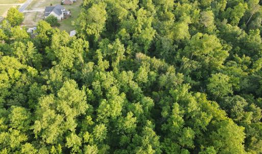Photo #15 of SOLD property in Off Sandlin Road, Beulaville, NC 11.3 acres