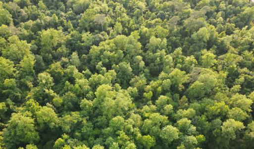 Photo #20 of SOLD property in Off Sandlin Road, Beulaville, NC 11.3 acres
