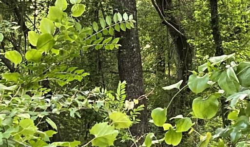 Photo #24 of SOLD property in Off Sandlin Road, Beulaville, NC 11.3 acres