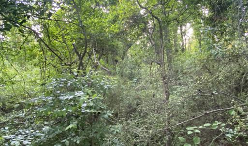 Photo #25 of SOLD property in Off Sandlin Road, Beulaville, NC 11.3 acres