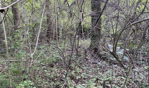 Photo #26 of SOLD property in Off Sandlin Road, Beulaville, NC 11.3 acres