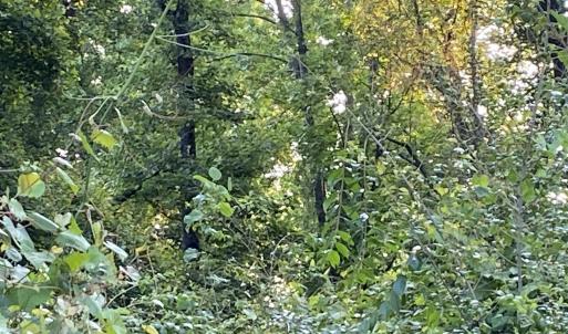 Photo #28 of SOLD property in Off Sandlin Road, Beulaville, NC 11.3 acres