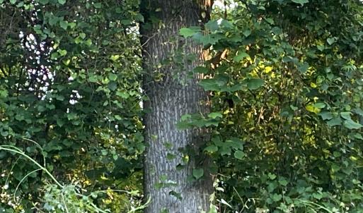 Photo #29 of SOLD property in Off Sandlin Road, Beulaville, NC 11.3 acres