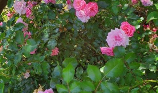 Photo #31 of SOLD property in 101 Cypress Drive, Edenton, NC 0.2 acres