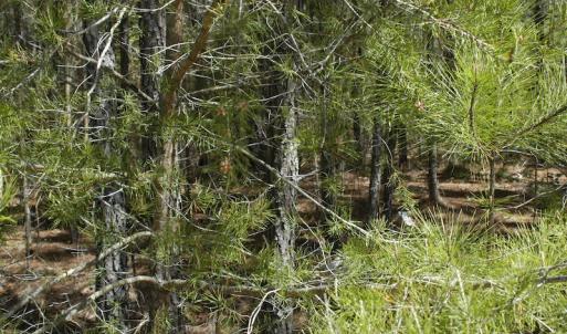 Photo #13 of SOLD property in Off Charbelee Drive, Charles City, VA 2.0 acres