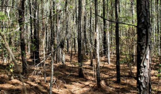 Photo #14 of SOLD property in Off Charbelee Drive, Charles City, VA 2.0 acres