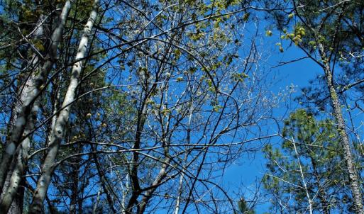 Photo #23 of SOLD property in Off Charbelee Drive, Charles City, VA 2.0 acres