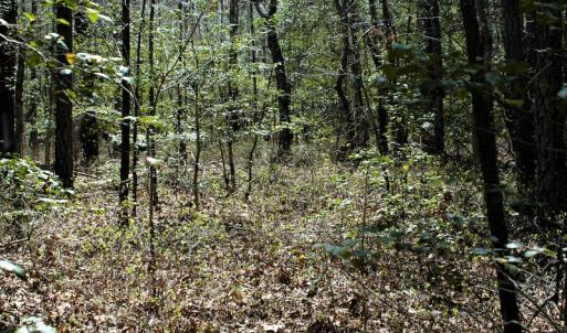 Photo #11 of SOLD property in Off Charbelee Drive, Charles City, VA 2.0 acres