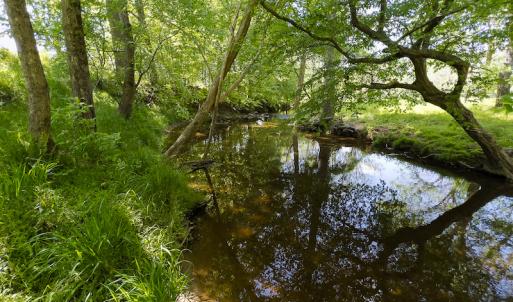 Photo #8 of On Bethel South Fork Road, Snow Camp, NC 76.3 acres