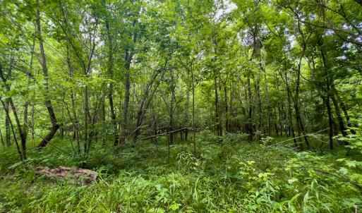 Photo #20 of SOLD property in Off Woodsdale Road & Hideaway Trail, Roxboro, NC 88.1 acres